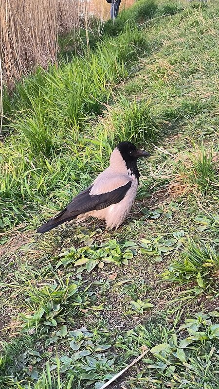 Ворона на берегу озера. - Ольга Ворона на берегу озера. - Ольга