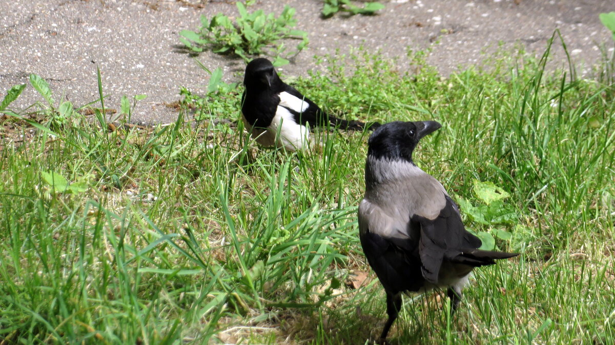Может подружимся! - Ирина Олехнович Может подружимся! - Ирина Олехнович