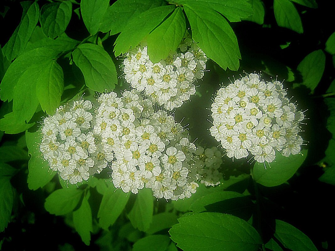 В месяце мае - Елена Семигина