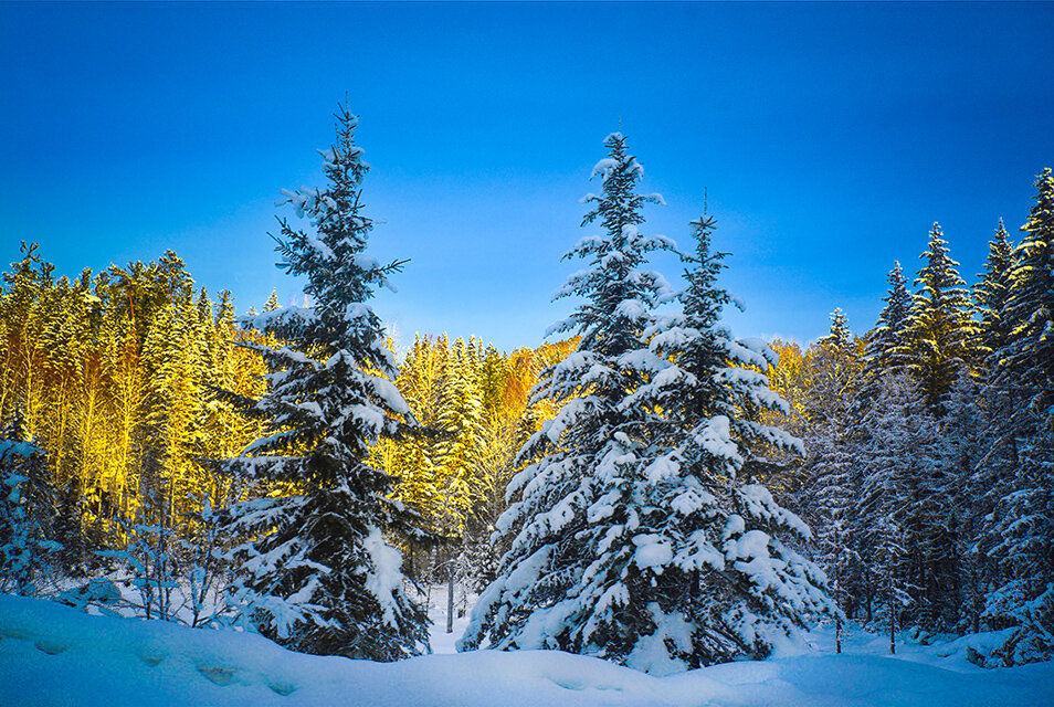 На солнечной поляночке. - юрий Амосов На солнечной поляночке. - юрий Амосов
