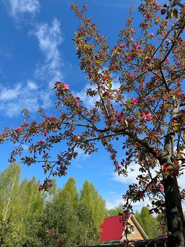 Весна ступает горделиво… - Ольга Довженко