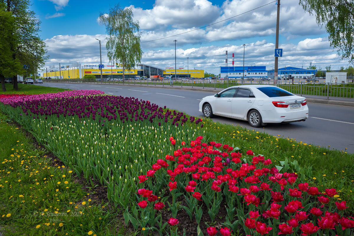 Поляна тюльпанов в городе - Александр Синдерёв Поляна тюльпанов в городе - Александр Синдерёв