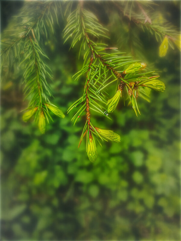 Капля - AZ east3