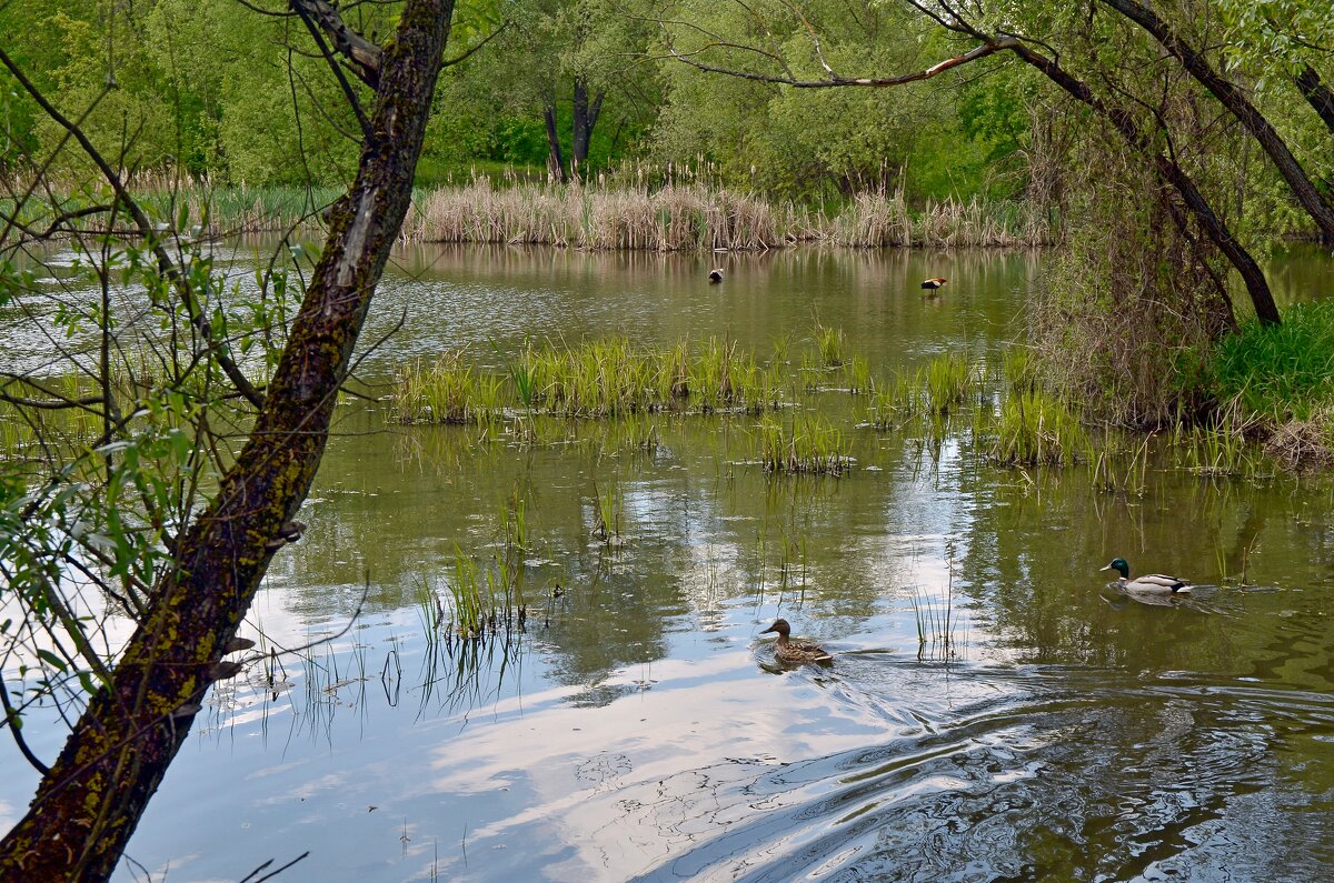 Утки все парами - Oleg4618 Шутченко Утки все парами - Oleg4618 Шутченко
