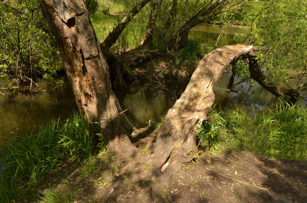 *** - Oleg4618 Шутченко