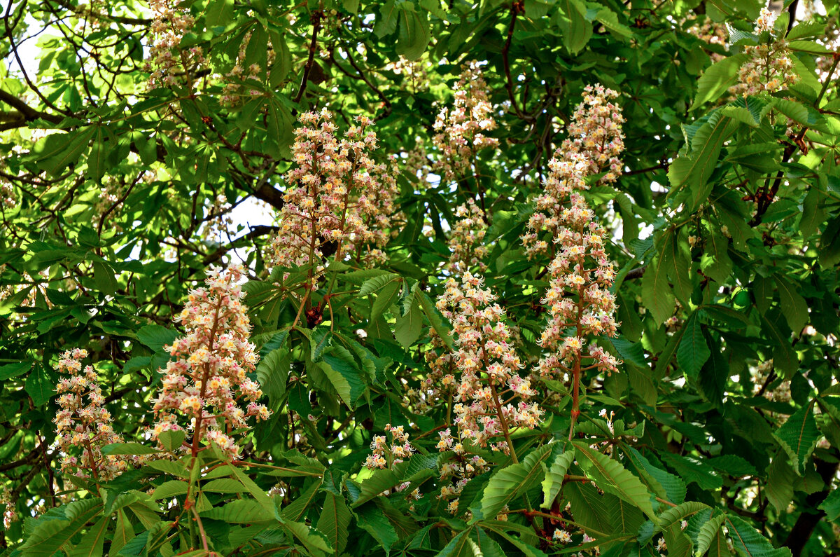 Каштан - Oleg4618 Шутченко