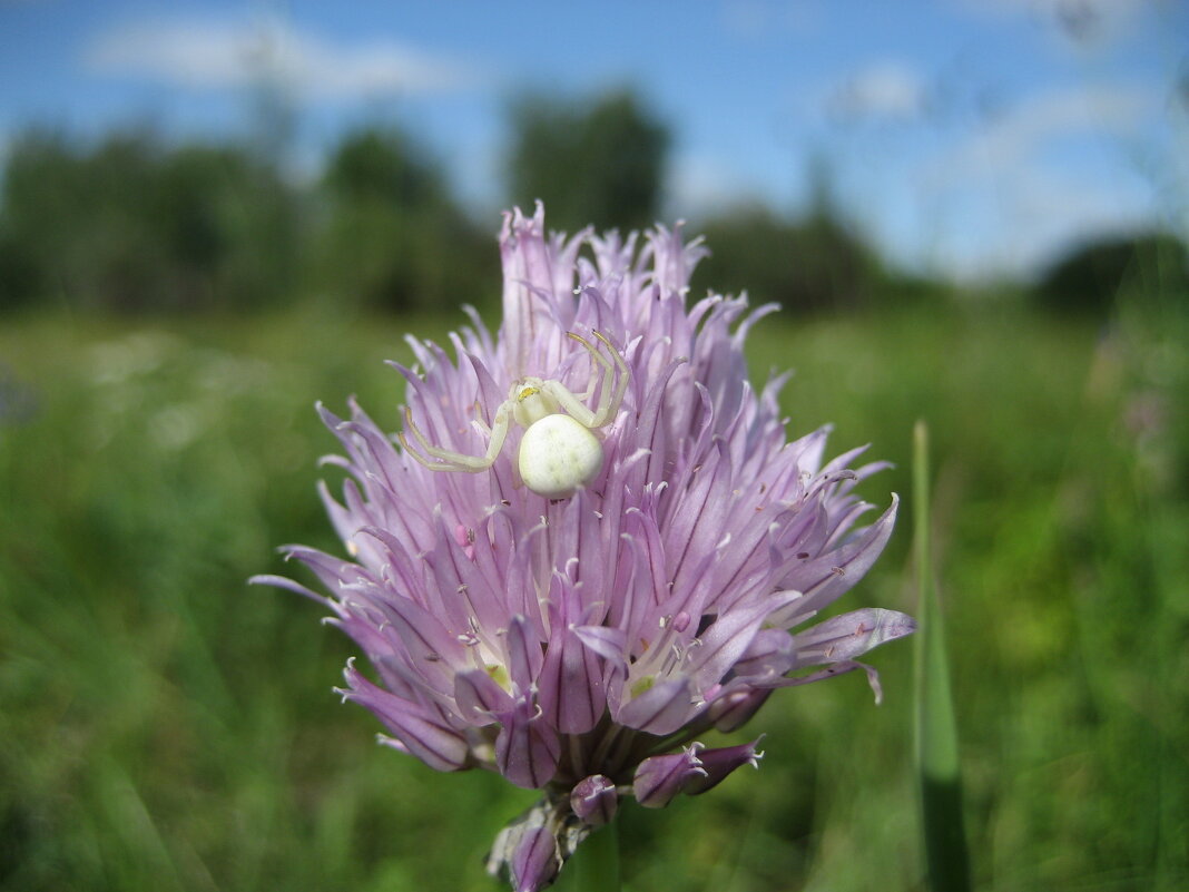 Цветочный паук - Anna Ivanova