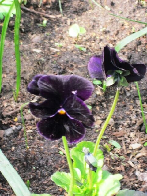 Необычный цвет - Дмитрий Никитин Необычный цвет - Дмитрий Никитин