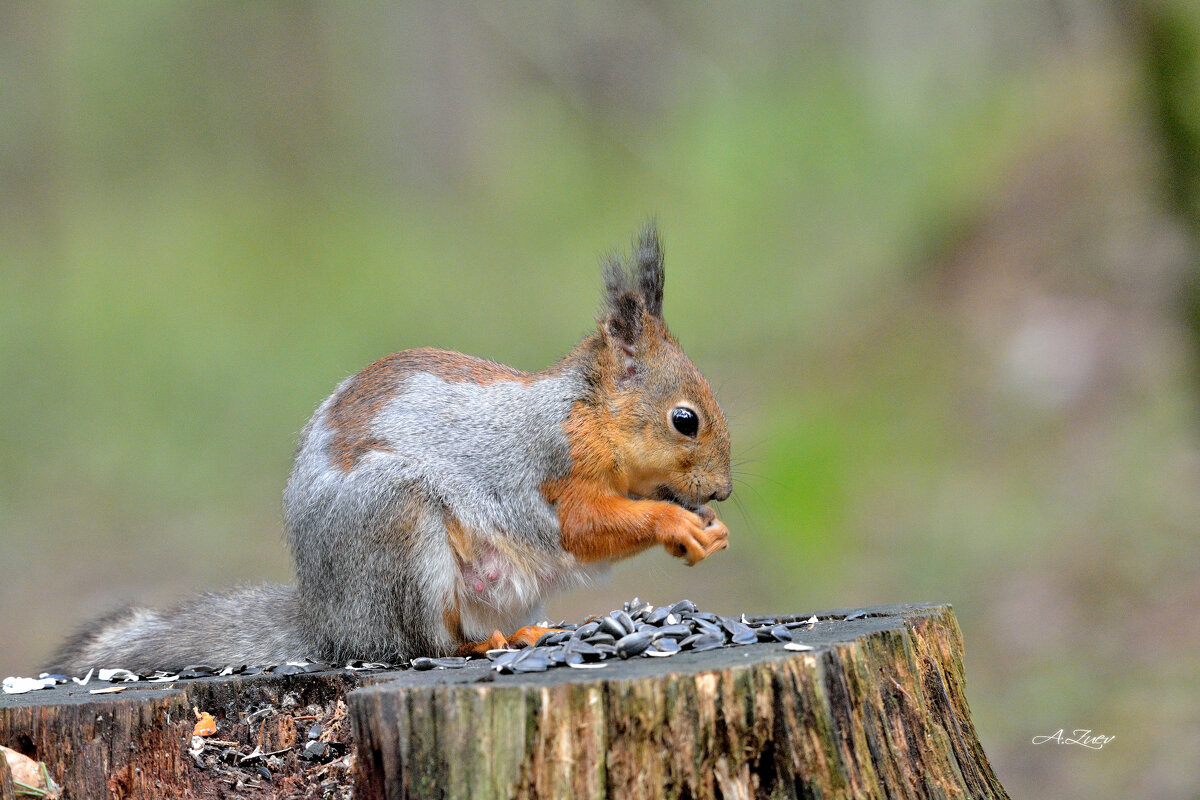 *** - Александр Зуев *** - Александр Зуев