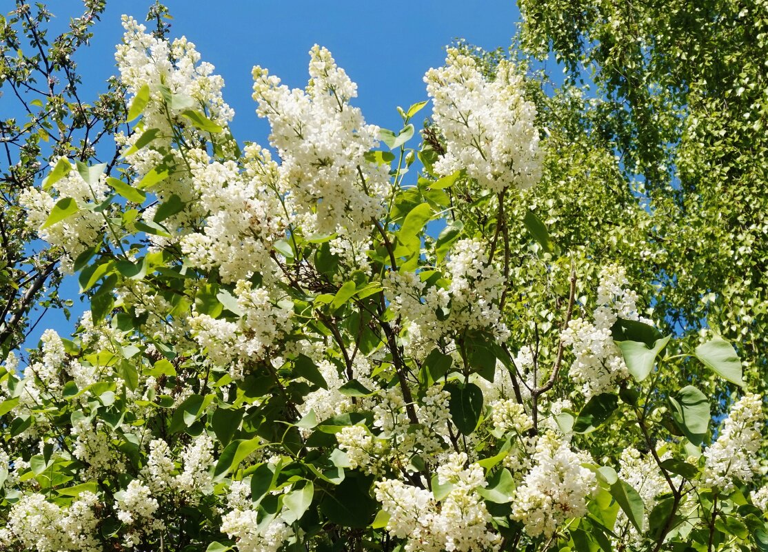 Люблю я БЕЛУЮ сирень! - Nataly St. 