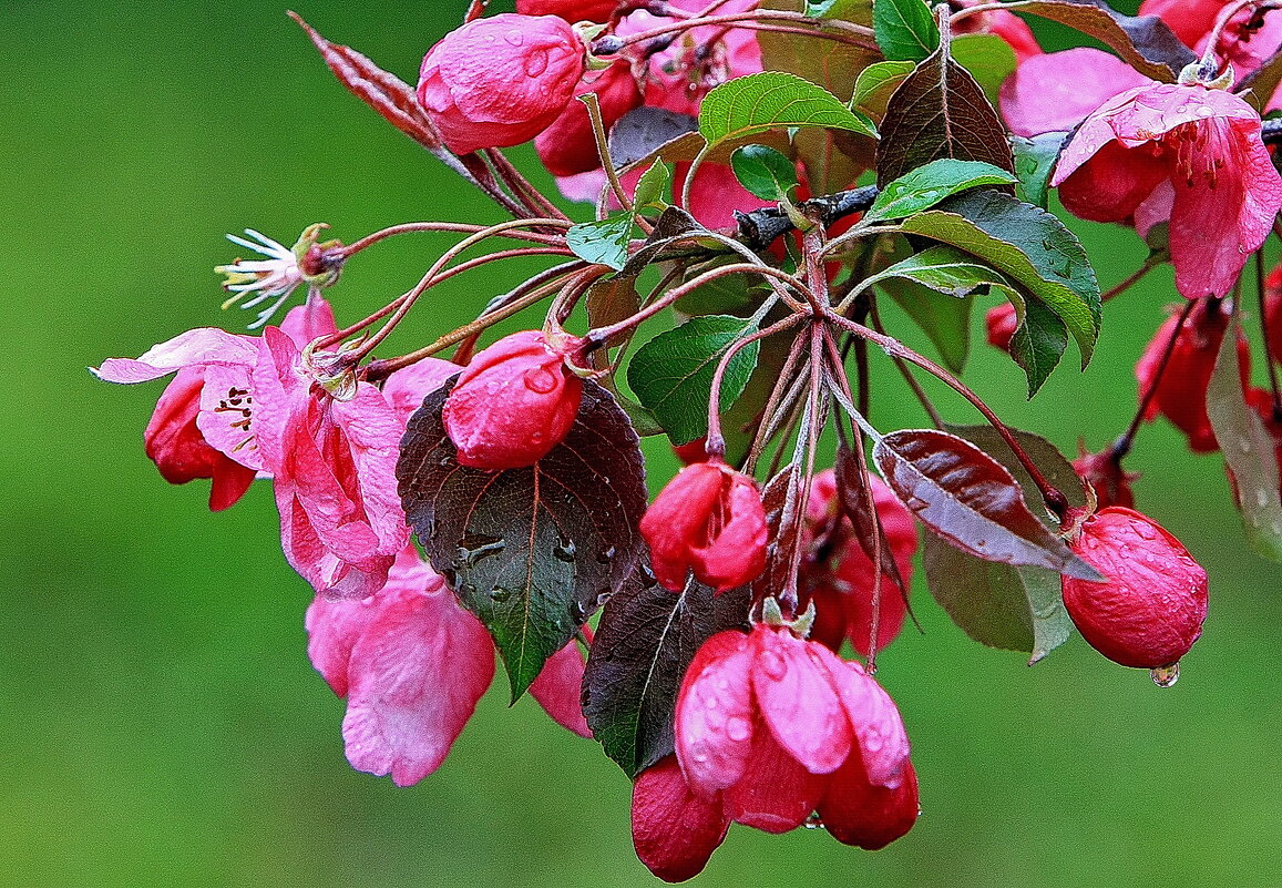 Был месяц май. - Николай Рубцов Был месяц май. - Николай Рубцов