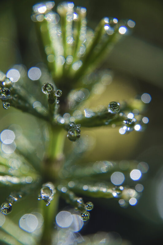 в капельках - Lyubov Busova