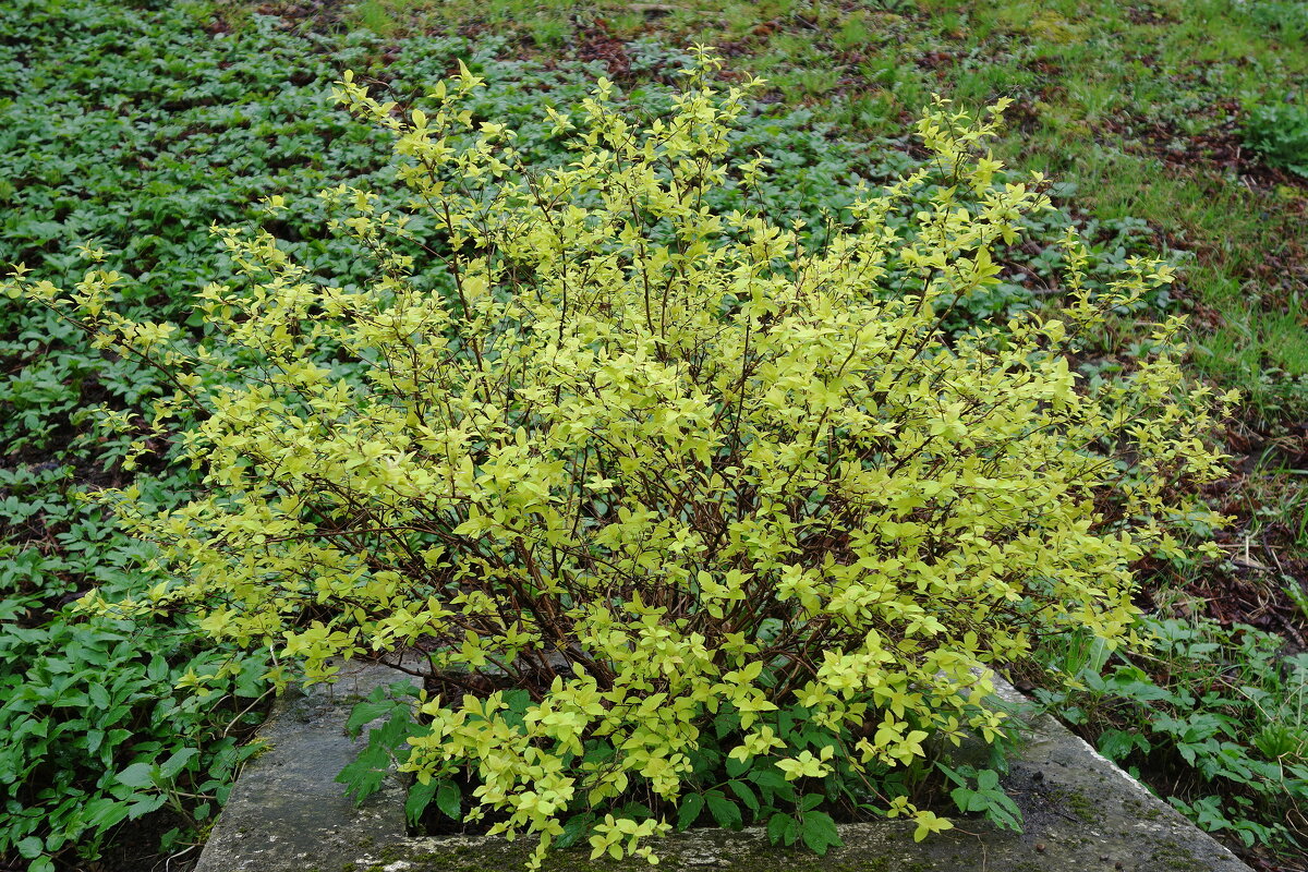 Весенний этюд - Рита Симонова Весенний этюд - Рита Симонова