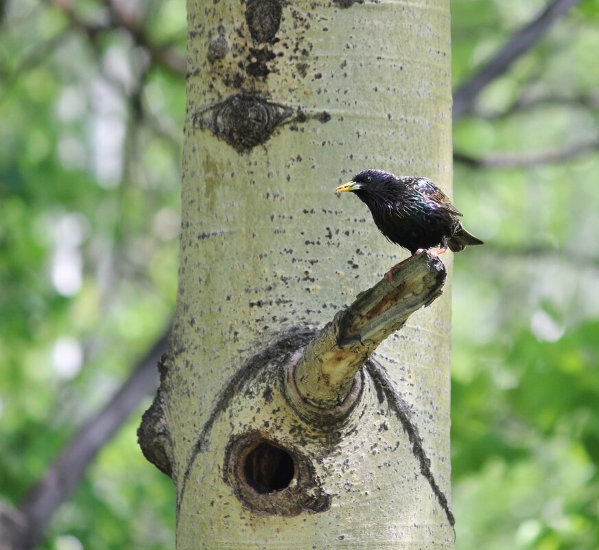 у гнезда скворец - Ольга Гомзина