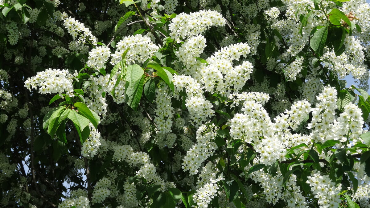 Весна - kudrni Кудрявцева Весна - kudrni Кудрявцева