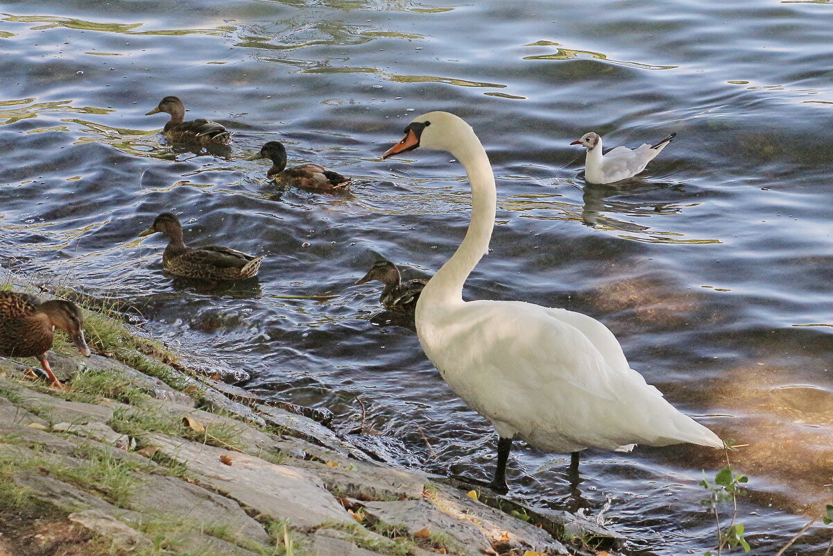 *** - Sergey Grim *** - Sergey Grim