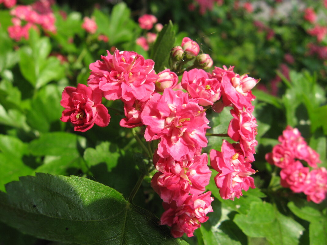 Боярышник - PRP 