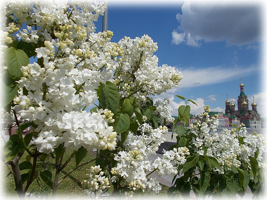 Pro белую сирень - Alisia La DEMA