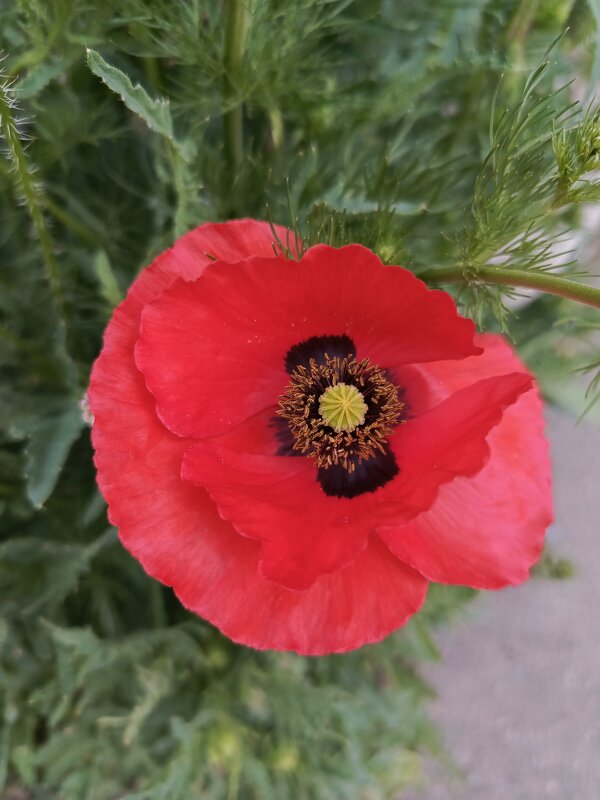 Первые маки - Татьяна Пальчикова Первые маки - Татьяна Пальчикова