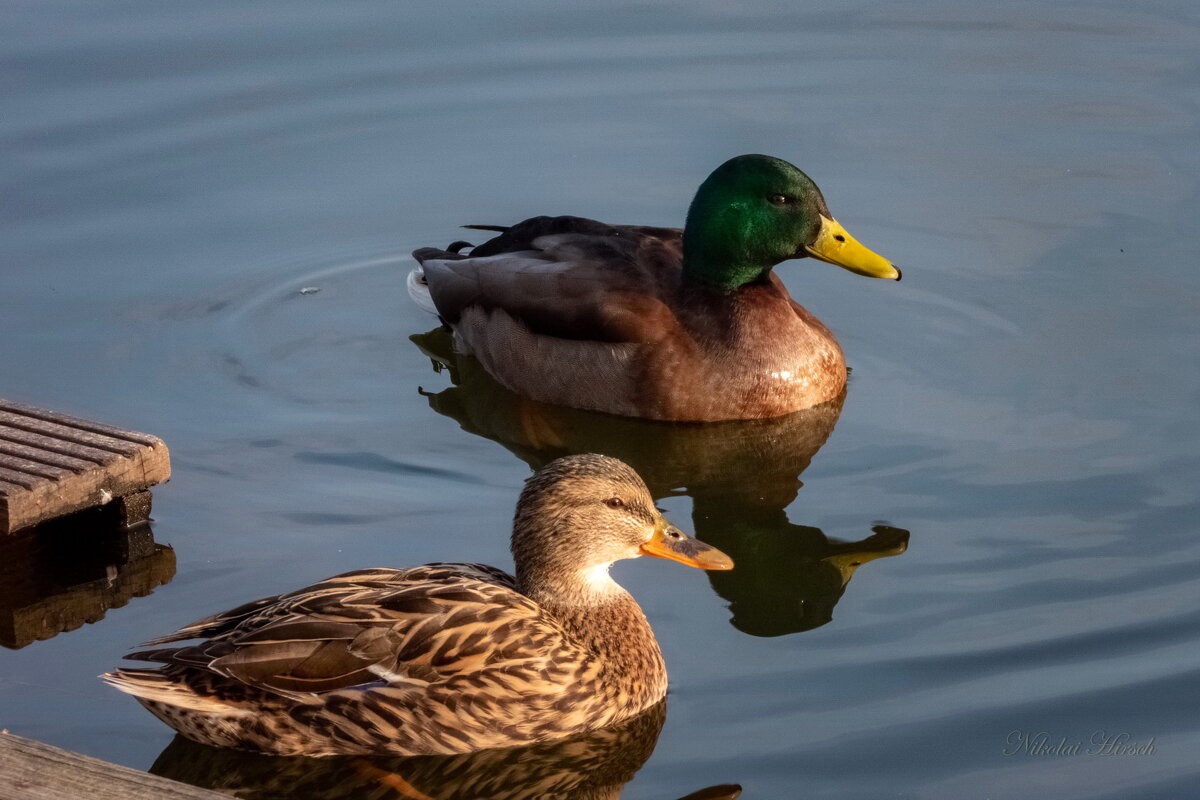 Парочка... - Николай Гирш