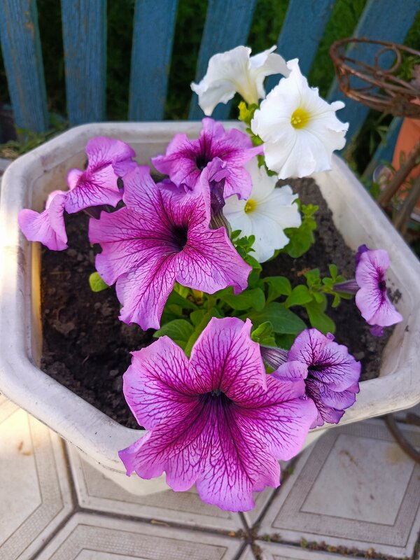 Петунии - Татьяна Пальчикова Петунии - Татьяна Пальчикова