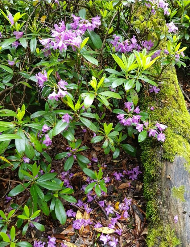 РОДОДЕНДРОНОВЫЙ ЛЕС - Tata Wolf