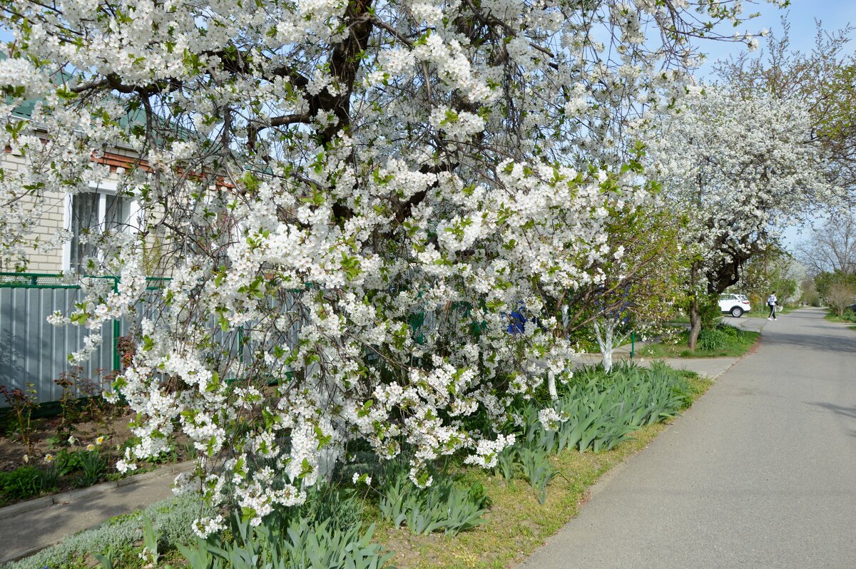 ...расцвела под окошком, белоснежная вишня... - Надежда Куркина 
