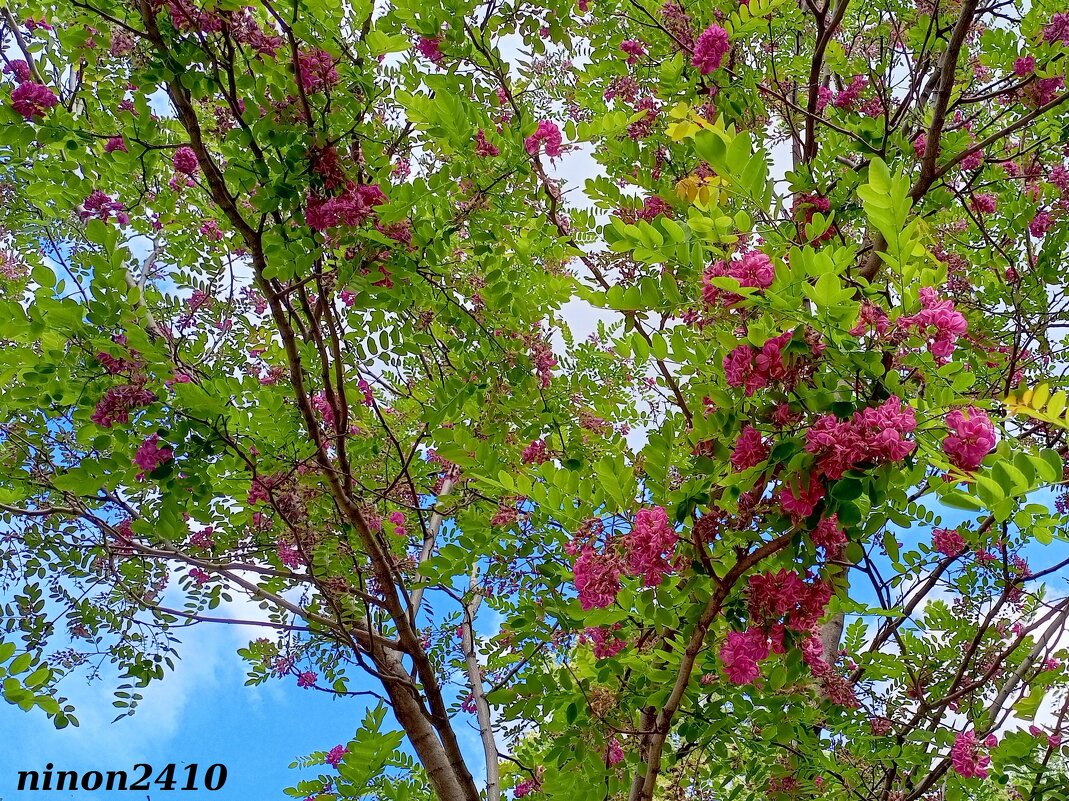 Акация розовая - Нина Бутко Акация розовая - Нина Бутко