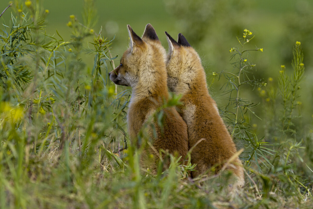 Ожидание - Валерий Черняк