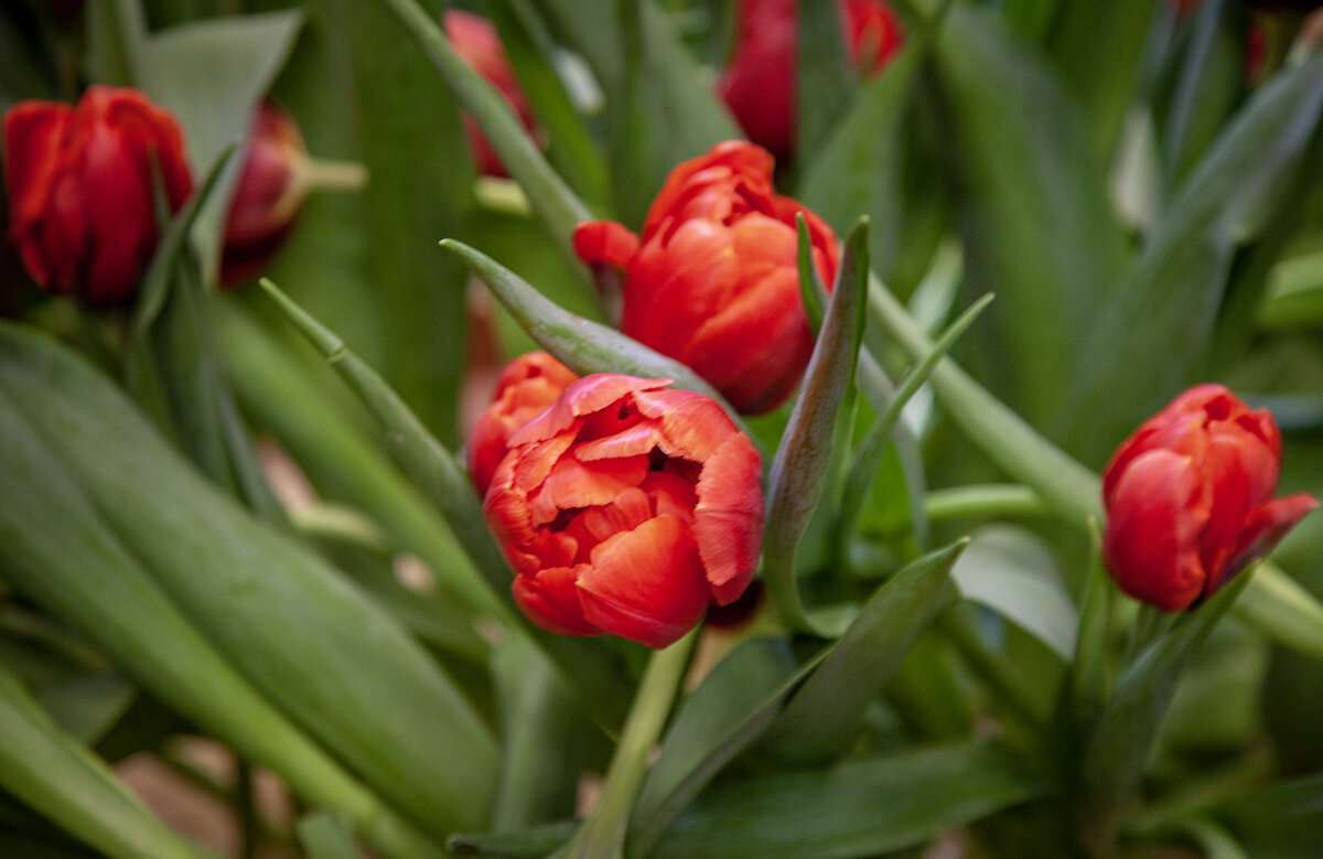 Тюльпаны. - Лилия *