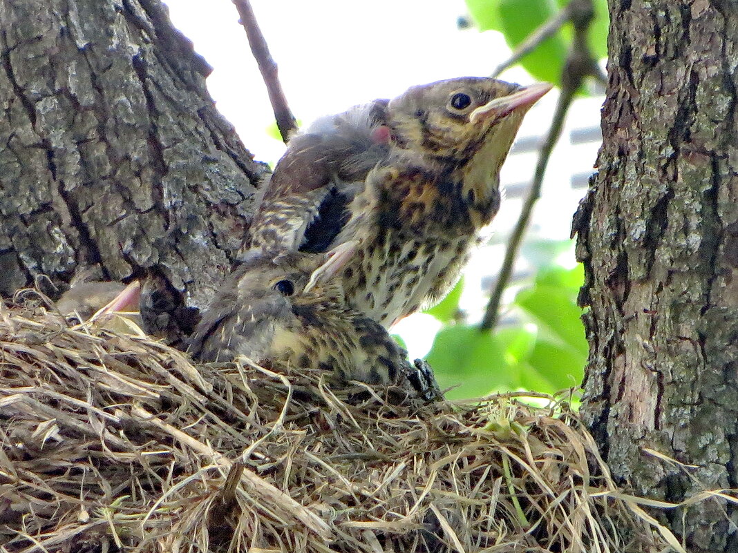 Первый к полету готов! - Александр Чеботарь