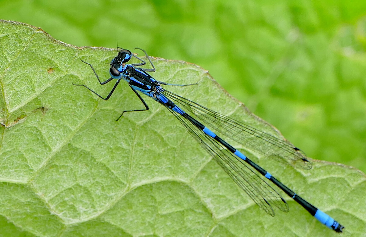 из снятого  позавчера 4 - Александр Прокудин