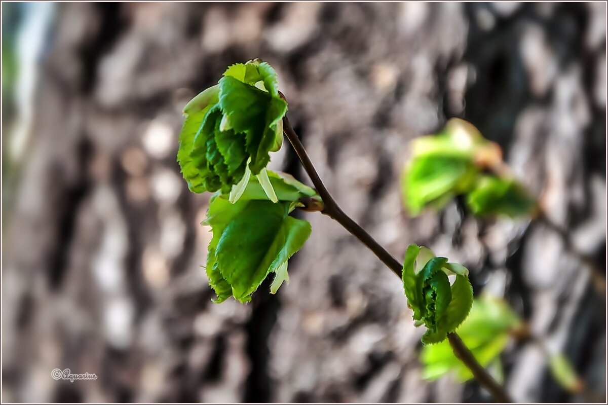 Вторая половина мая... - Aquarius - Сергей
