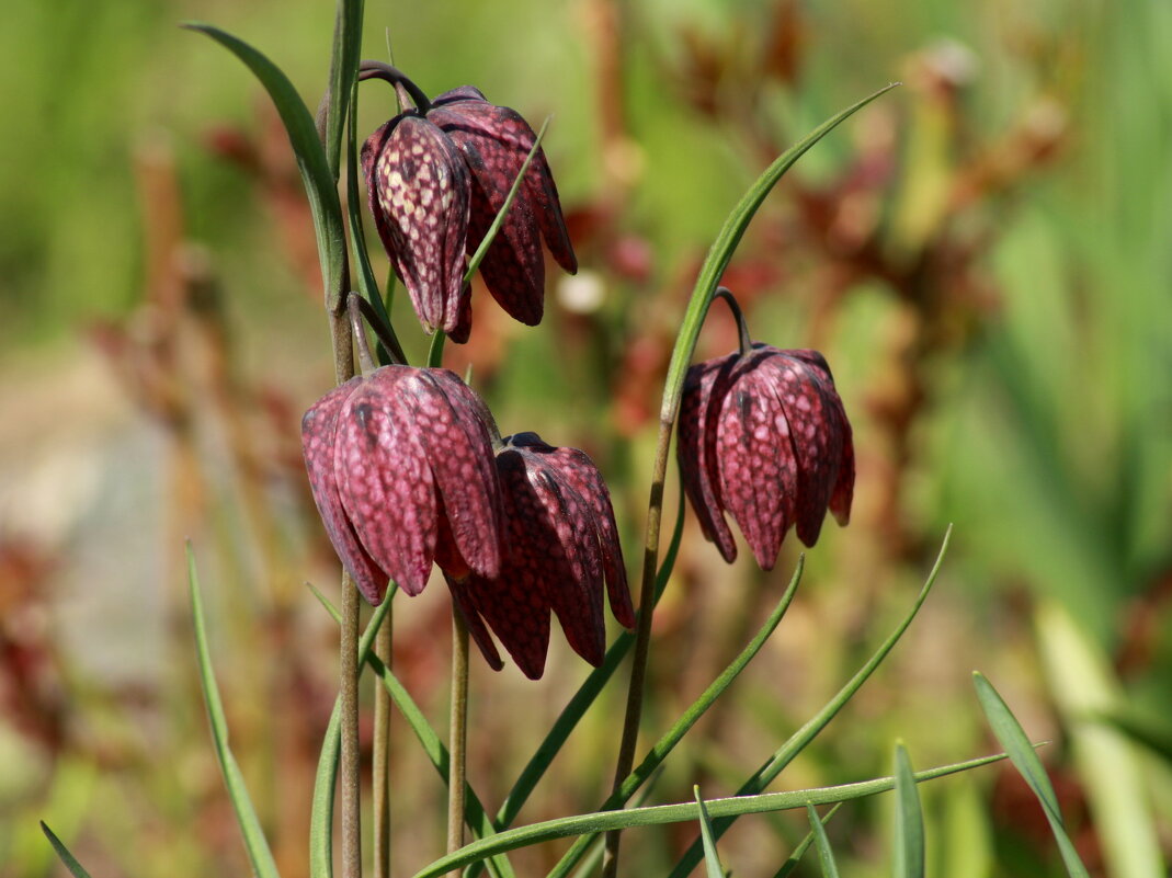 Рябчик шахматный - Нэля Лысенко Рябчик шахматный - Нэля Лысенко