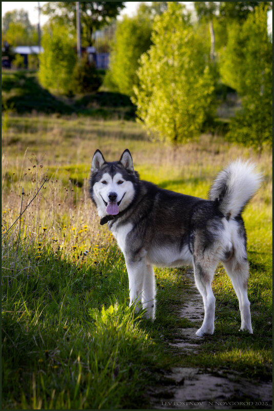 Ярик. - leff Postnov