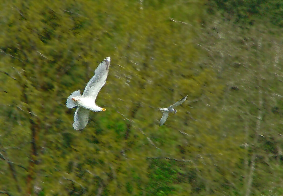 серебристая чайка и речная крачка - gawrilа - dan серебристая чайка и речная крачка - gawrilа - dan