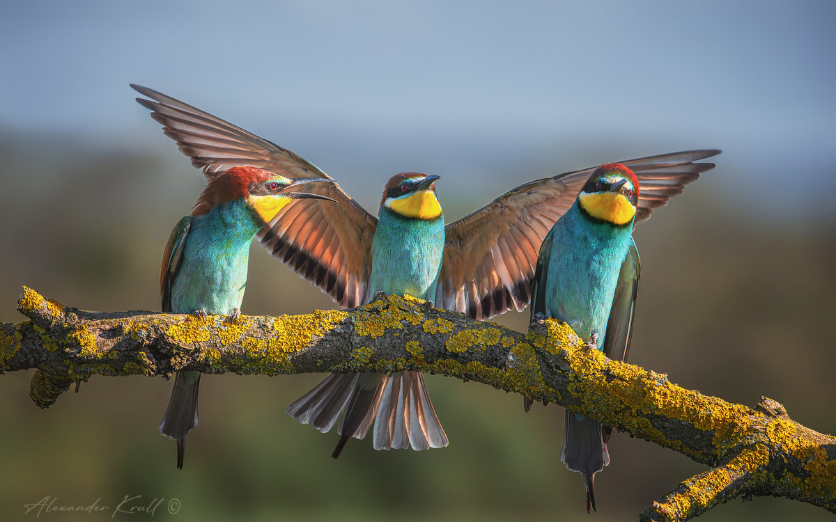 Щурочье благославление - Александр К.