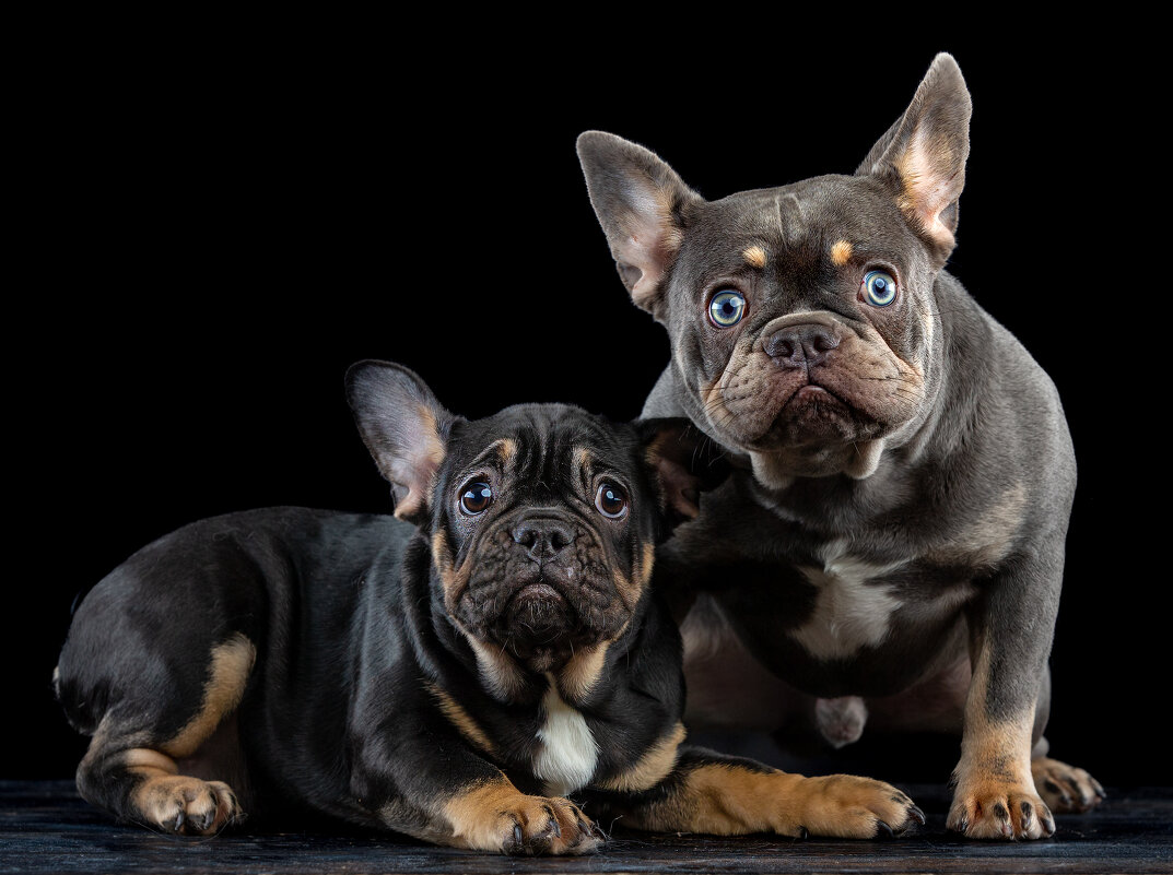 птичка где ? - игорь 