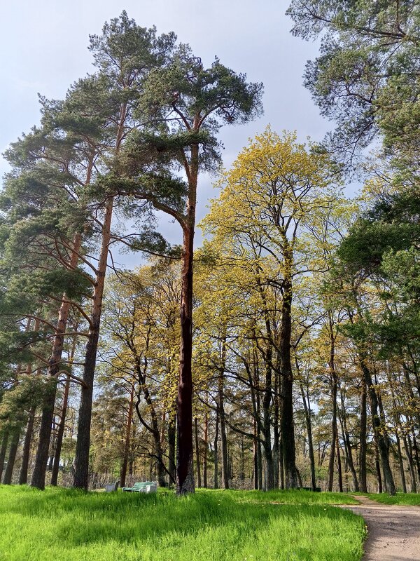 Весна - Сапсан 