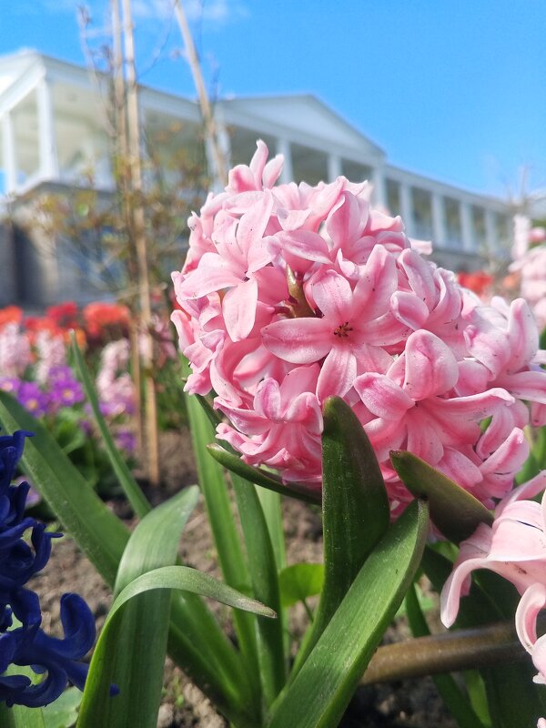 Гиацинт - Сапсан 