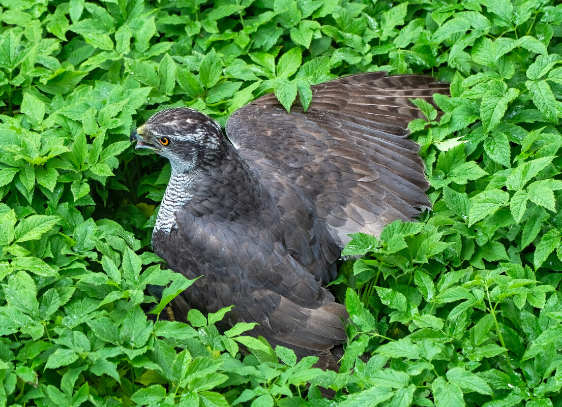 Тетеревятник - Viktor Makarov