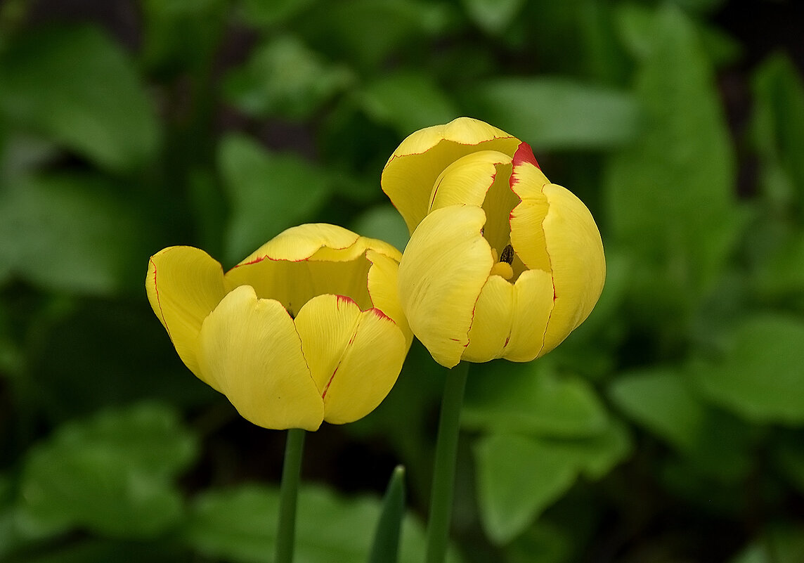 Двое! - Валентина  Нефёдова 
