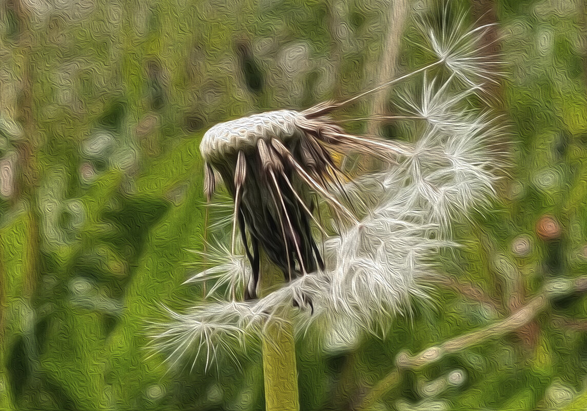 Парашютики! - Валентина  Нефёдова 