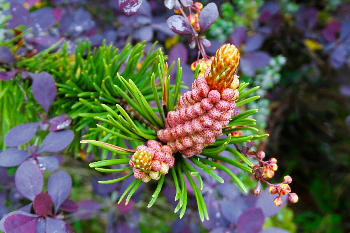Цвет карликовый сосны в городе - Милешкин Владимир Алексеевич Цвет карликовый сосны в городе - Милешкин Владимир Алексеевич