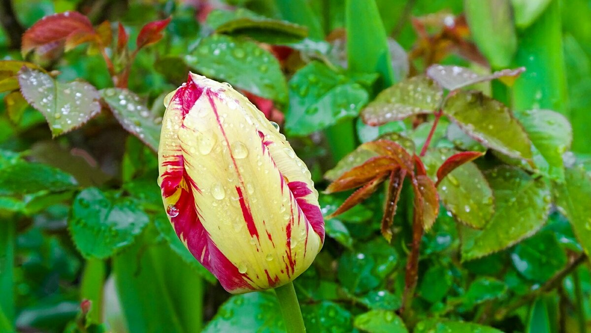 Промокший под дождём тюльпан - Милешкин Владимир Алексеевич Промокший под дождём тюльпан - Милешкин Владимир Алексеевич