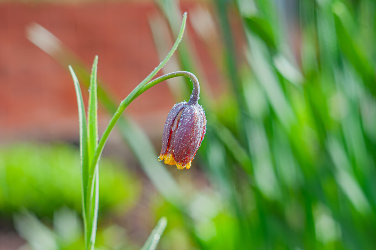 Весенние цветы - Александр Филатов