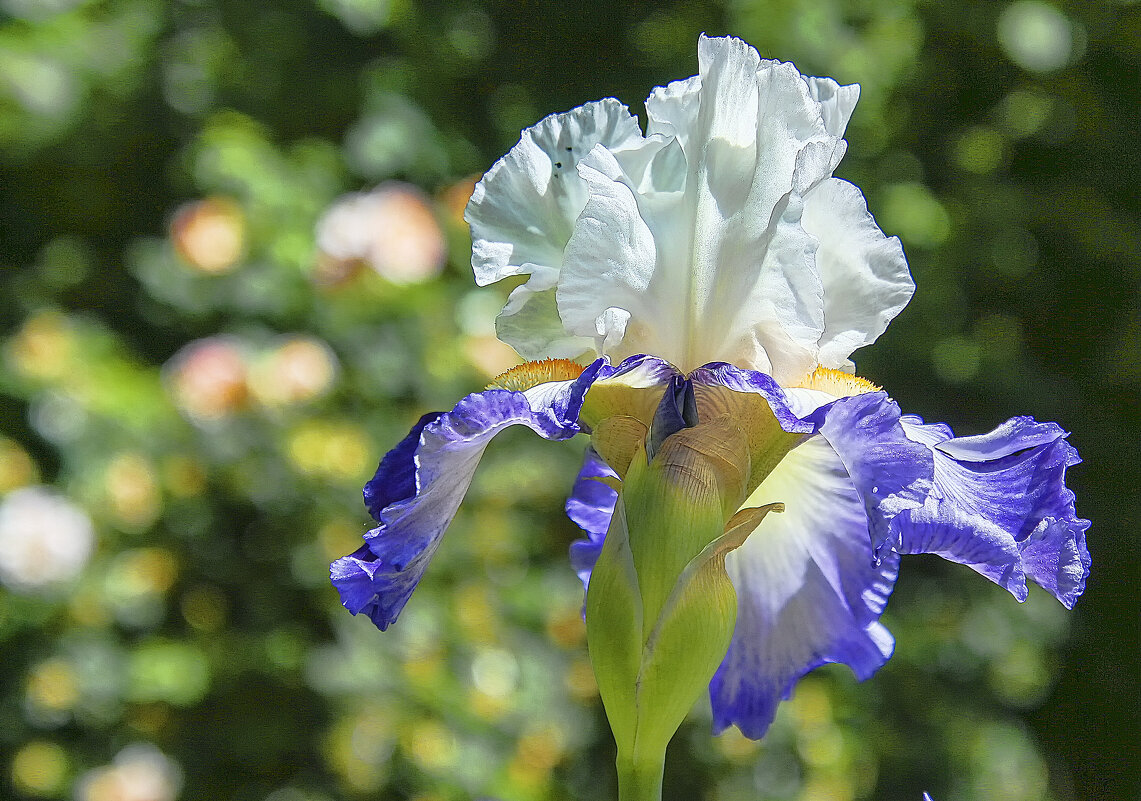 Про ирисы - Андроник Александр Про ирисы - Андроник Александр