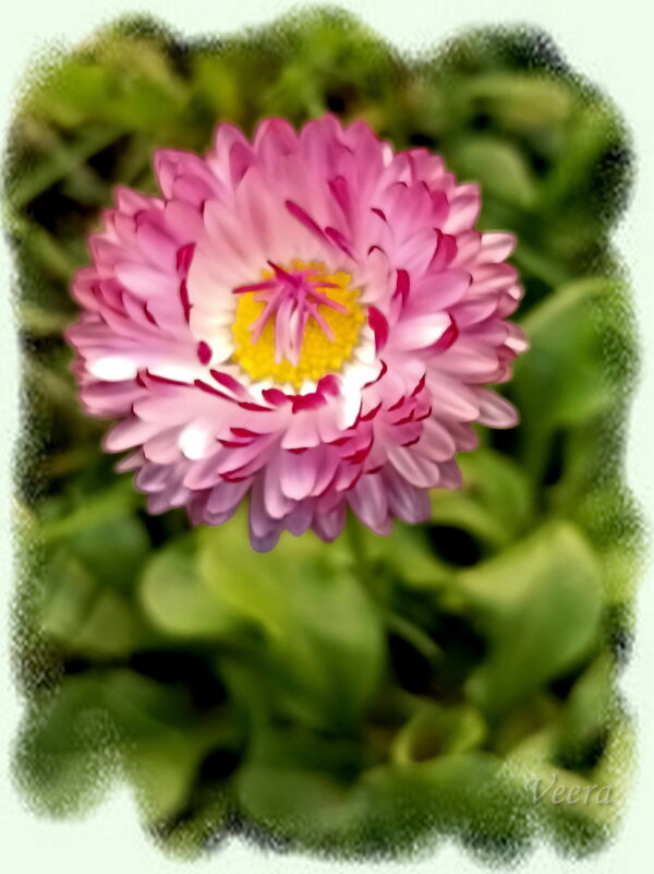 Маргаритка - Veera V Маргаритка - Veera V