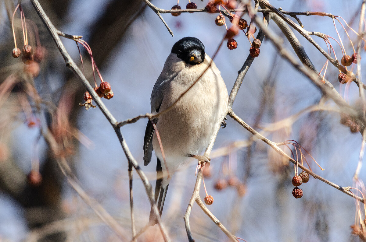 Вкусные яблочки. - Виктор Иванович Чернюк
