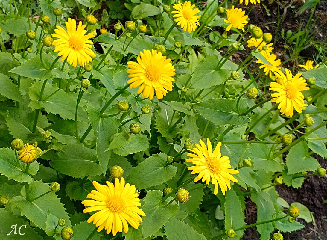 Солнышки на клумбе (Дороникум) - Любовь Сахарова